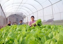 Khơi thông nguồn vốn cho vay phát triển nông nghiệp công nghệ cao