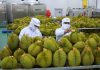 Xuất khẩu rau quả lập kỷ lục mới