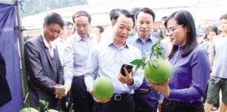 Nông dân làm giàu từ trồng cây ăn quả trên đất dốc