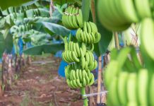 Phát huy tiềm năng xuất khẩu của các sản phẩm trái cây có lợi thế