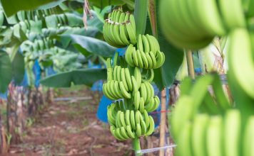 Phát huy tiềm năng xuất khẩu của các sản phẩm trái cây có lợi thế