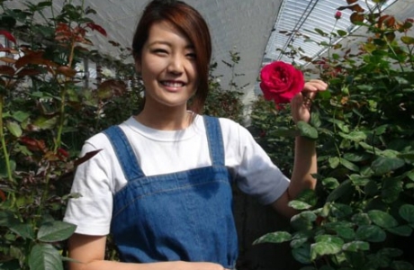 Làm giàu từ hoa hồng organic