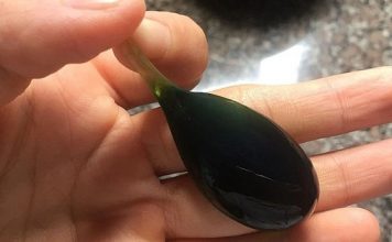 Ăn mật cá trắm: hai người bị suy gan, suy thận