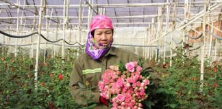 Lâm Đồng: Khi nhà nông liên kết với doanh nghiệp để làm giàu