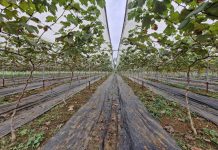 Người đàn ông đưa cây “quý tộc” về miền núi… làm giàu