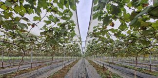 Người đàn ông đưa cây “quý tộc” về miền núi… làm giàu