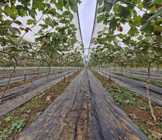 Người đàn ông đưa cây “quý tộc” về miền núi… làm giàu