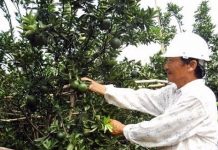 Nông dân Hiếu Liêm liên kết làm giàu nhờ trồng cây ăn quả hữu cơ