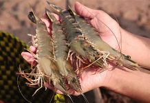 Tăng cường hiệu quả kiểm soát chất lượng, an toàn thực phẩm thủy sản