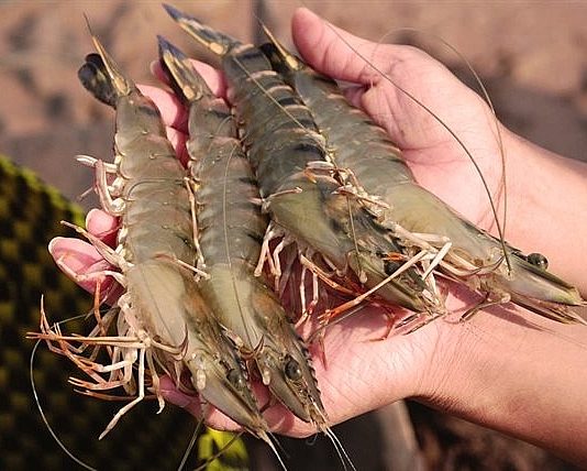 Tăng cường hiệu quả kiểm soát chất lượng, an toàn thực phẩm thủy sản