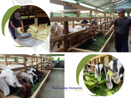 Nông dân Hà Tĩnh làm giàu từ mô hình nuôi dê Boer