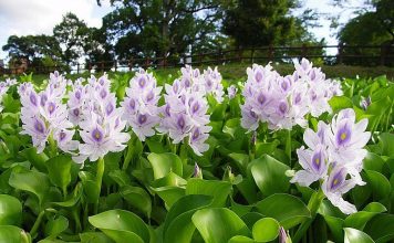 Thứ cây lênh đênh trên sông nước, xưa cho lợn ăn, nay xuất ngoại làm giàu cho nhà nông