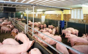 Long An: Kiểm tra, xử lý các trường hợp sử dụng chất cấm thuộc nhóm Beta-agonist trong chăn nuôi