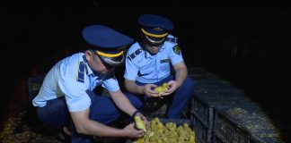 Phối hợp chấm dứt tình trạng nhập lậu gia súc, gia cầm, tôm hùm giống