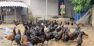 Thái Nguyên hướng tới phát triển nông nghiệp xanh