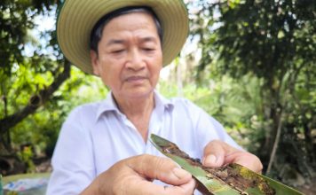 Bến Tre thả hơn 200 triệu ong ký sinh diệt sâu đầu đen