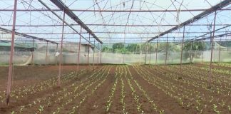 Sơn La: phấn đấu có 20 vùng nông nghiệp ứng dụng công nghệ cao