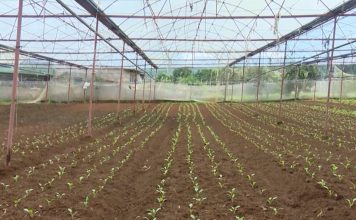 Sơn La: phấn đấu có 20 vùng nông nghiệp ứng dụng công nghệ cao