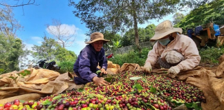 EU cảnh báo thực phẩm Việt Nam: “Hồi chuông thức tỉnh” doanh nghiệp Việt