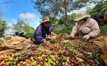EU cảnh báo thực phẩm Việt Nam: “Hồi chuông thức tỉnh” doanh nghiệp Việt