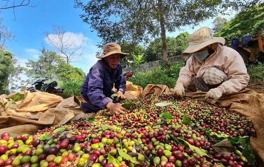 EU cảnh báo thực phẩm Việt Nam: “Hồi chuông thức tỉnh” doanh nghiệp Việt