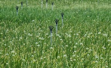 Nông dân huyện đảo Lý Sơn áp dụng tưới tiết kiệm