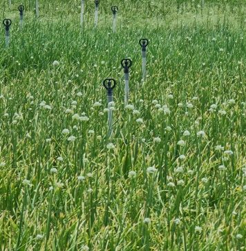 Nông dân huyện đảo Lý Sơn áp dụng tưới tiết kiệm