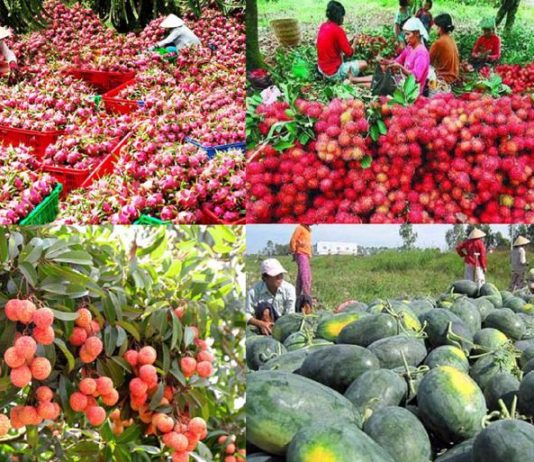 Trung Quốc chi 5,5 tỷ USD nhập khẩu rau quả Việt Nam
