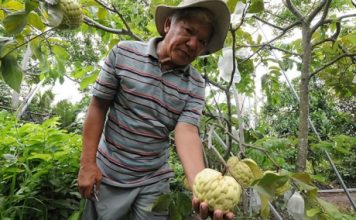 Bí quyết làm giàu: Nhân giống na hoàng hậu thu lãi khủng