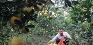 Cách làm giàu của “phù thủy” bưởi Diễn