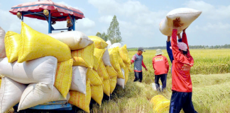 Giá lúa gạo biến động trái chiều