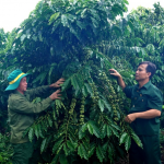 Từ cựu chiến binh đến “tỉ phú” nông nghiệp trên đất Ia Krêl