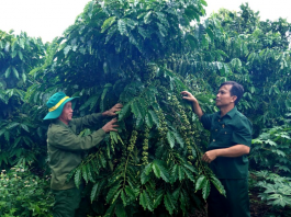 Từ cựu chiến binh đến “tỉ phú” nông nghiệp trên đất Ia Krêl