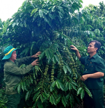 Từ cựu chiến binh đến “tỉ phú” nông nghiệp trên đất Ia Krêl
