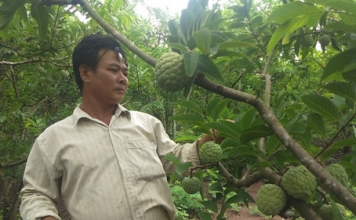 Làm giàu từ cây na trên vùng sỏi đá