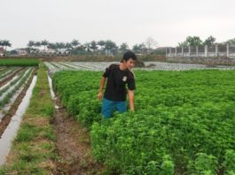 Chàng kỹ sư công nghệ sinh học về làm giàu từ cây bạc hà