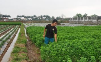 Chàng kỹ sư công nghệ sinh học về làm giàu từ cây bạc hà