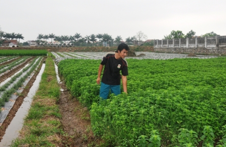 Chàng kỹ sư công nghệ sinh học về làm giàu từ cây bạc hà