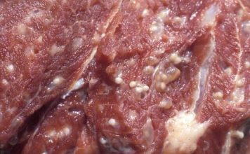 Từ hơn 120 tấn thịt lợn bệnh: Khi “lỗ hổng” kiểm soát đe dọa người tiêu dùng