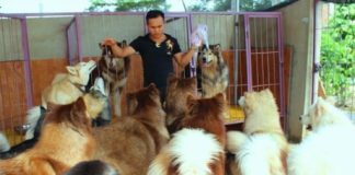 Chán chật vật tìm việc ở phố, kỹ sư về quê nuôi chó kiểng làm giàu
