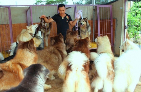 Chán chật vật tìm việc ở phố, kỹ sư về quê nuôi chó kiểng làm giàu