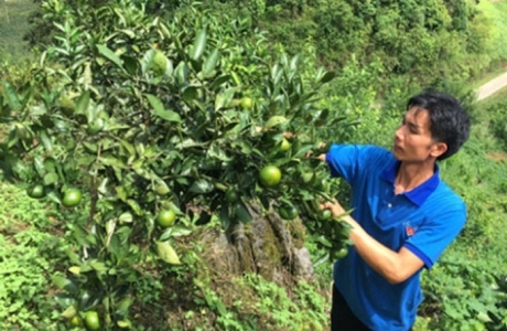 Làm giàu từ mô hình chăn nuôi kết hợp trồng cây ăn quả