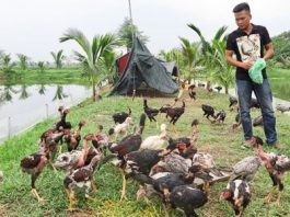 Thanh niên Hải Phòng vươn lên làm giàu