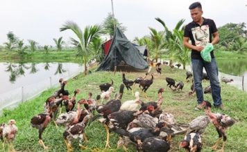 Thanh niên Hải Phòng vươn lên làm giàu