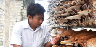 Kỹ sư công nghiệp làm giàu từ cây nấm
