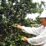 Nông dân Hiếu Liêm liên kết làm giàu nhờ trồng cây ăn quả hữu cơ