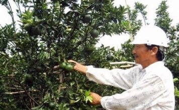 Nông dân Hiếu Liêm liên kết làm giàu nhờ trồng cây ăn quả hữu cơ