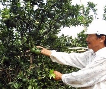 Nông dân Hiếu Liêm liên kết làm giàu nhờ trồng cây ăn quả hữu cơ