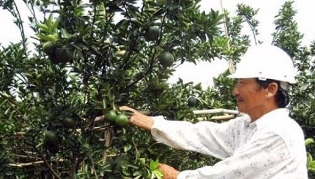 Nông dân Hiếu Liêm liên kết làm giàu nhờ trồng cây ăn quả hữu cơ