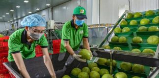 Mỗi năm Trung Quốc nhập hơn 100 nghìn tấn quả bưởi nhưng chưa có bưởi Việt Nam